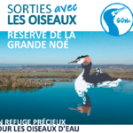 Le Groupe Ornithologique Normand (GONm) vous propose un temps d’observation riche en couleurs à la découverte des oiseaux résidant ou de passage sur le lac ornithologique de la Grande Noé. En compagnie d’un ornithologue de l’association et équipé(e) de jumelles ou de longue vue, vous partirez en balade à la découverte des nombreuses espèces d’oiseaux présentes sur la réserve.